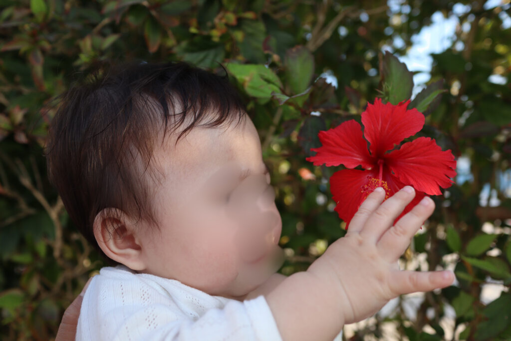 ANAインターコンチネンタル石垣リゾートを散策しハイビスカスを見る赤ちゃんの様子