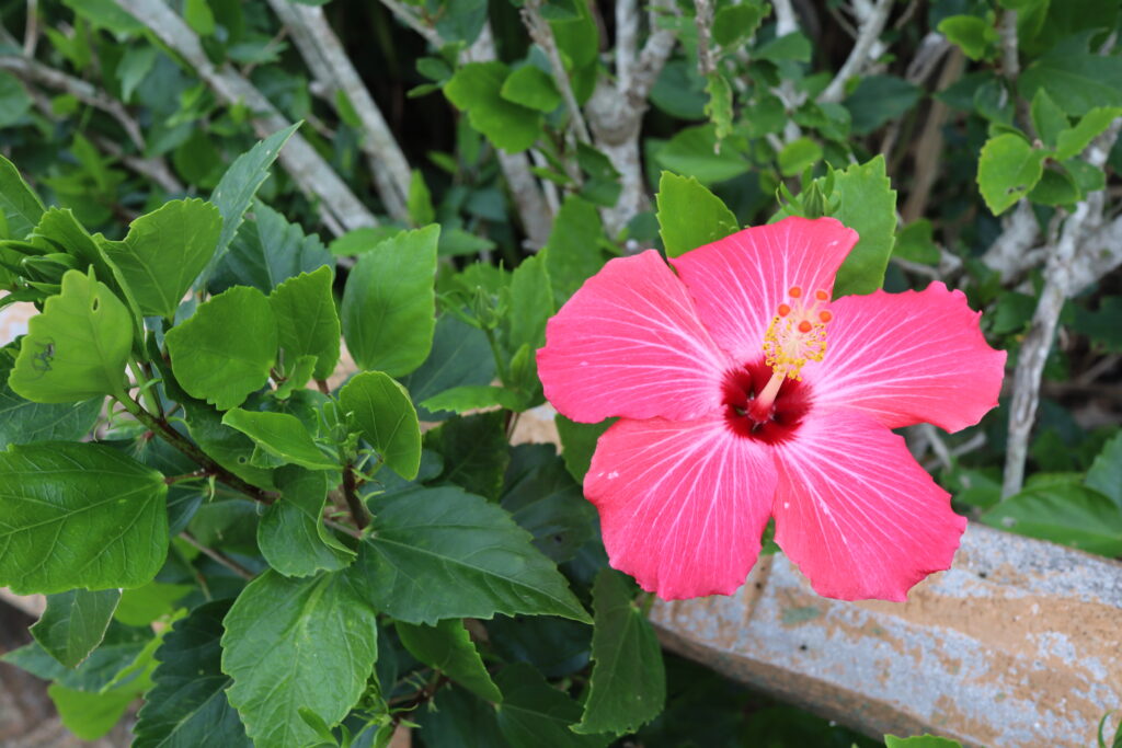 石垣島のハイビスカス