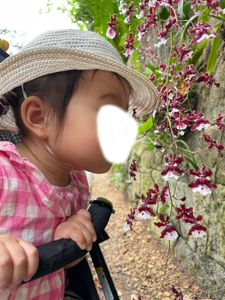 沖縄県にあるビオスの丘にあるチョコレートの香りがするシャリーベイビーの花