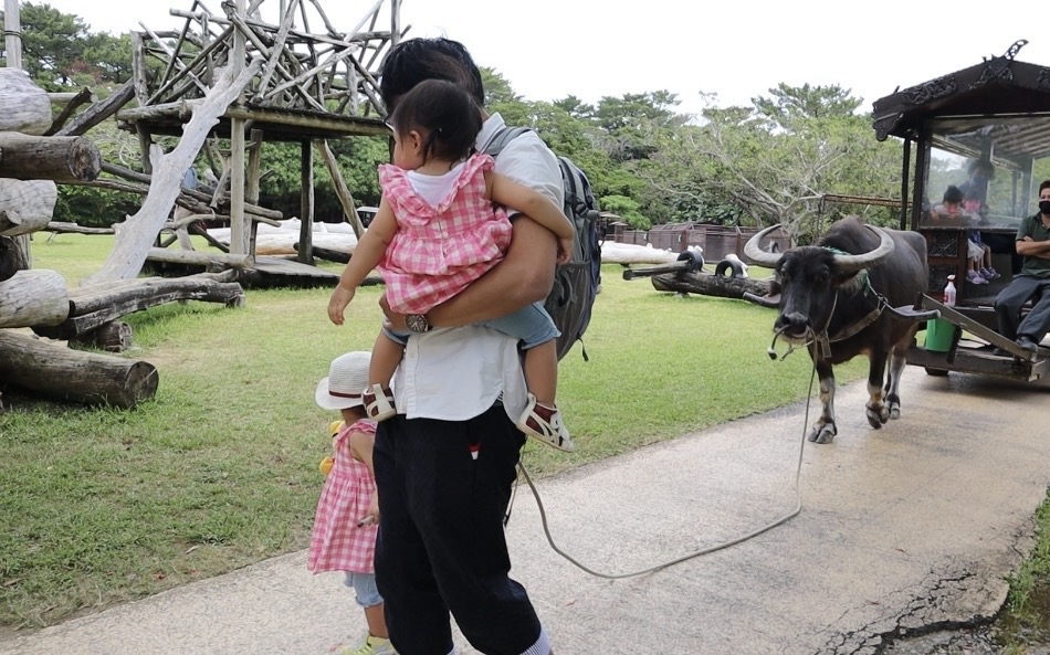 沖縄県にあるビオスの丘で子どもが水牛と触れ合う様子