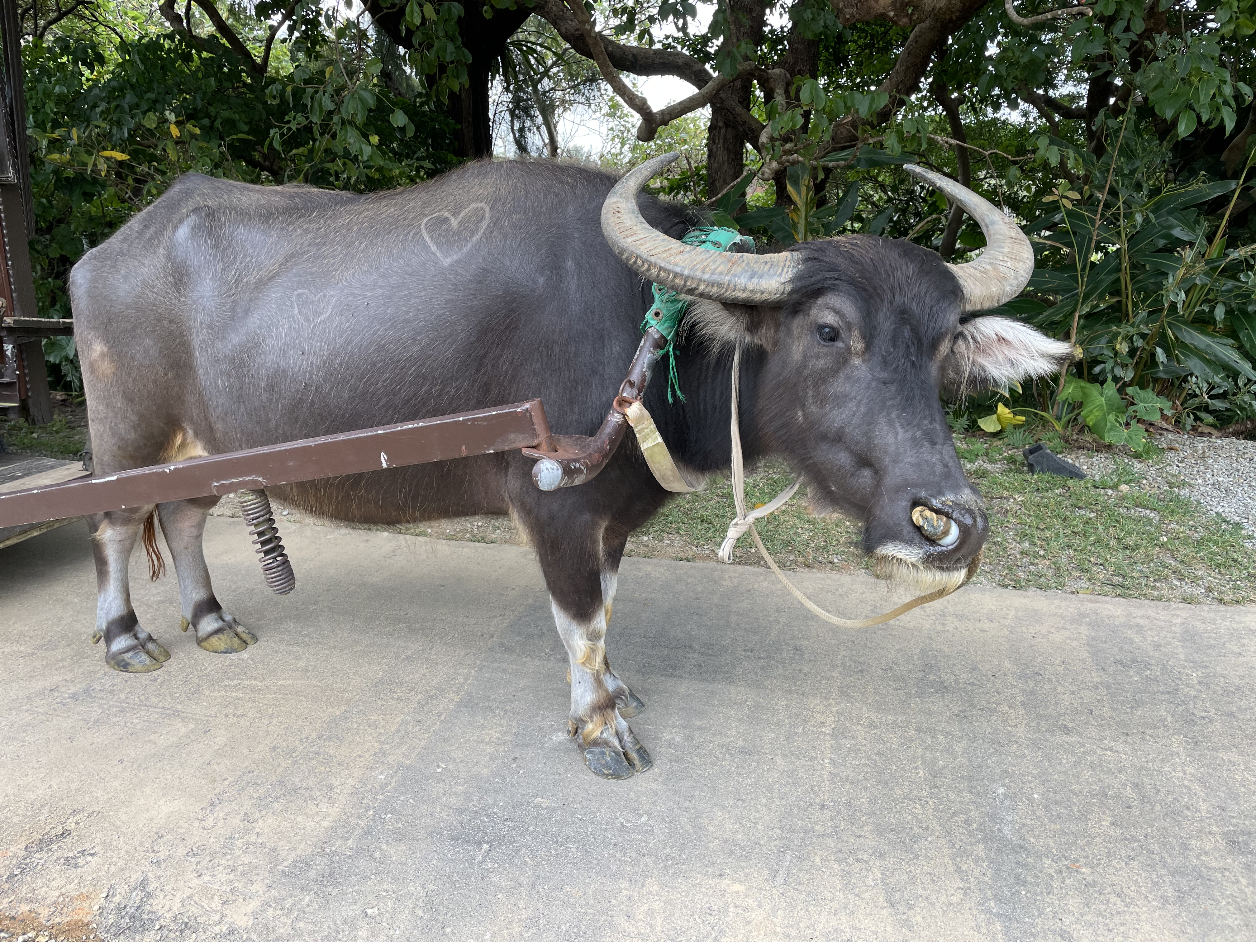 沖縄県にあるビオスの丘の水牛