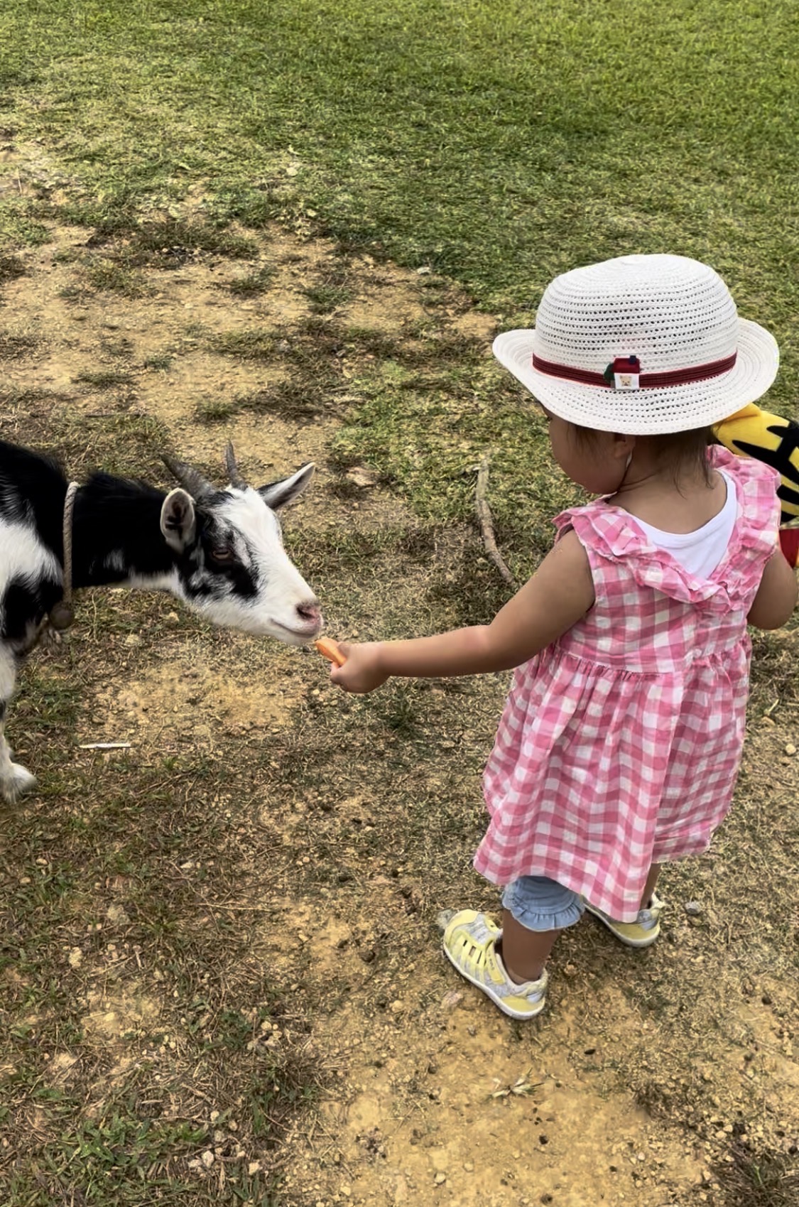 沖縄県にあるビオスの丘で子どもがヤギにエサをやる様子