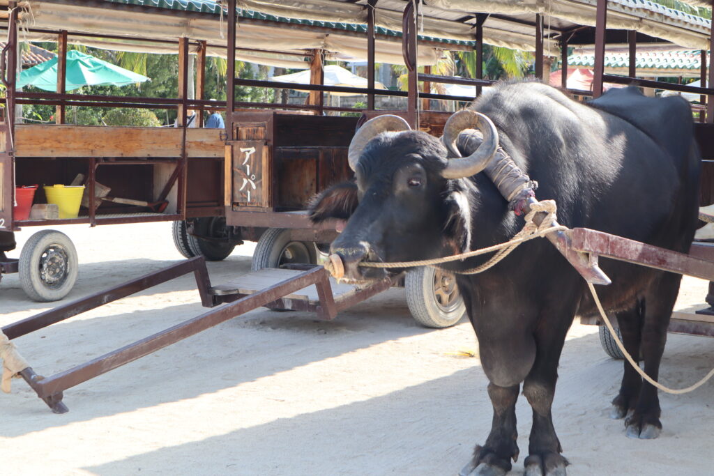 竹富島の水牛車