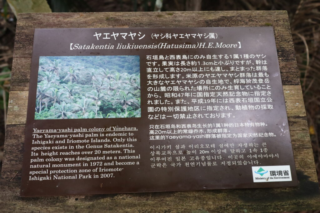 米原ヤエヤマヤシ群落の案内板