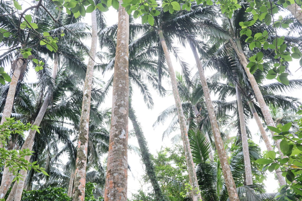 米原ヤエヤマヤシ群落の様子