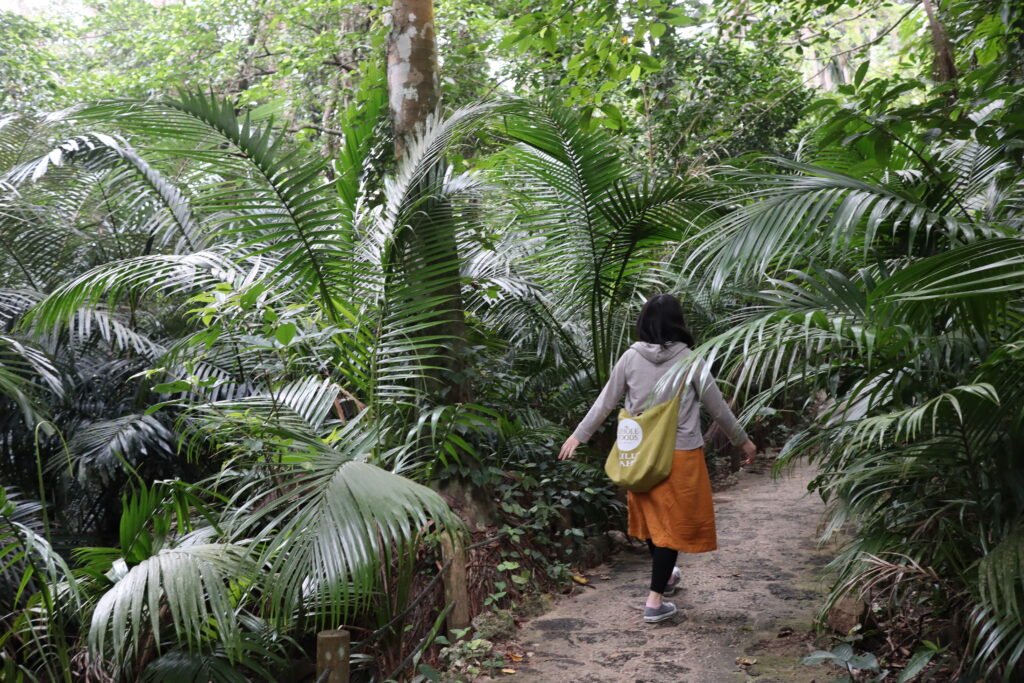米原ヤエヤマヤシ群落を散策する様子