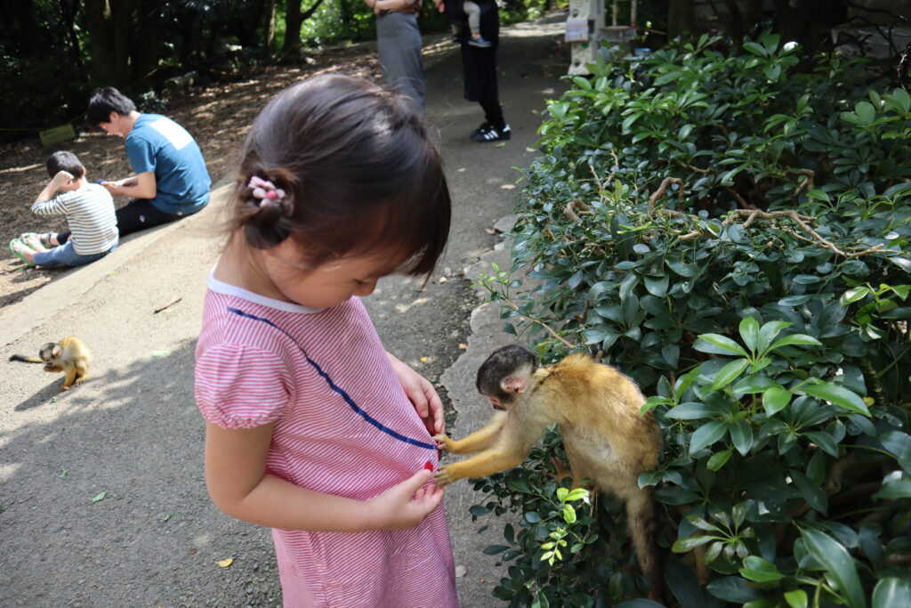 やいま村のリスザルがポケットの中をのぞいたときの様子