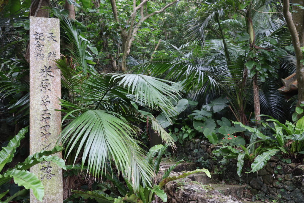 米原ヤエヤマヤシ群落