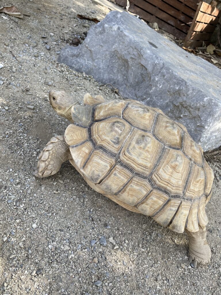 ルネッサンスリゾートオキナワのリクガメ