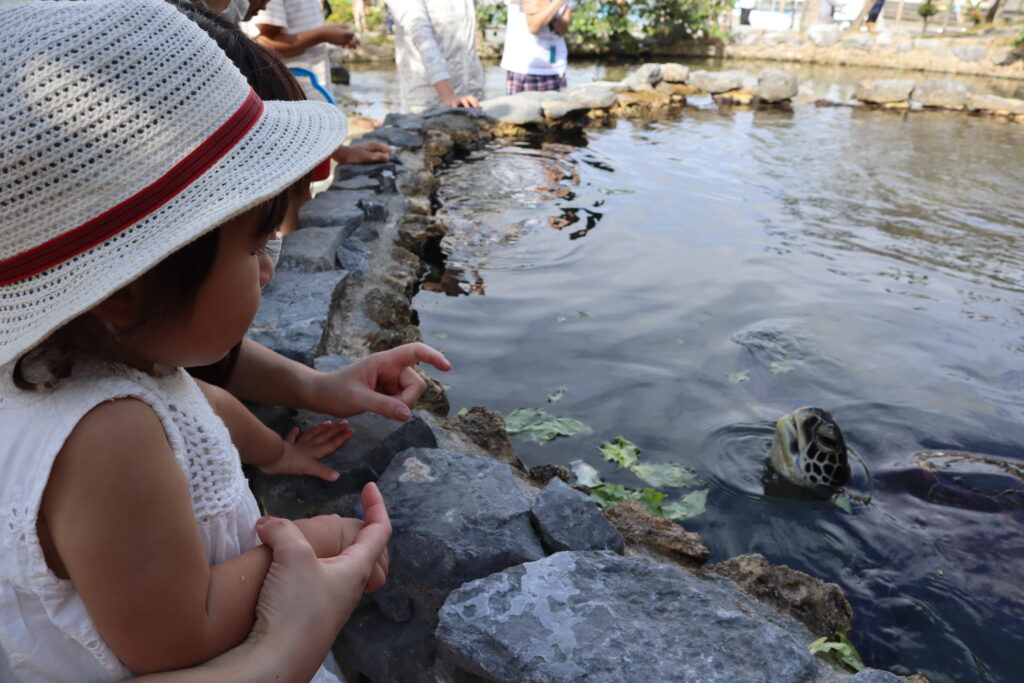 ルネッサンスリゾートオキナワのウミガメ