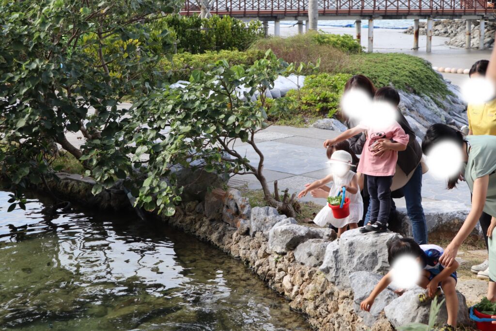 ルネッサンスリゾートオキナワでウミガメに餌をあげるアクティビティ